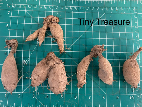 Tiny Treasure Dahlia Tuber