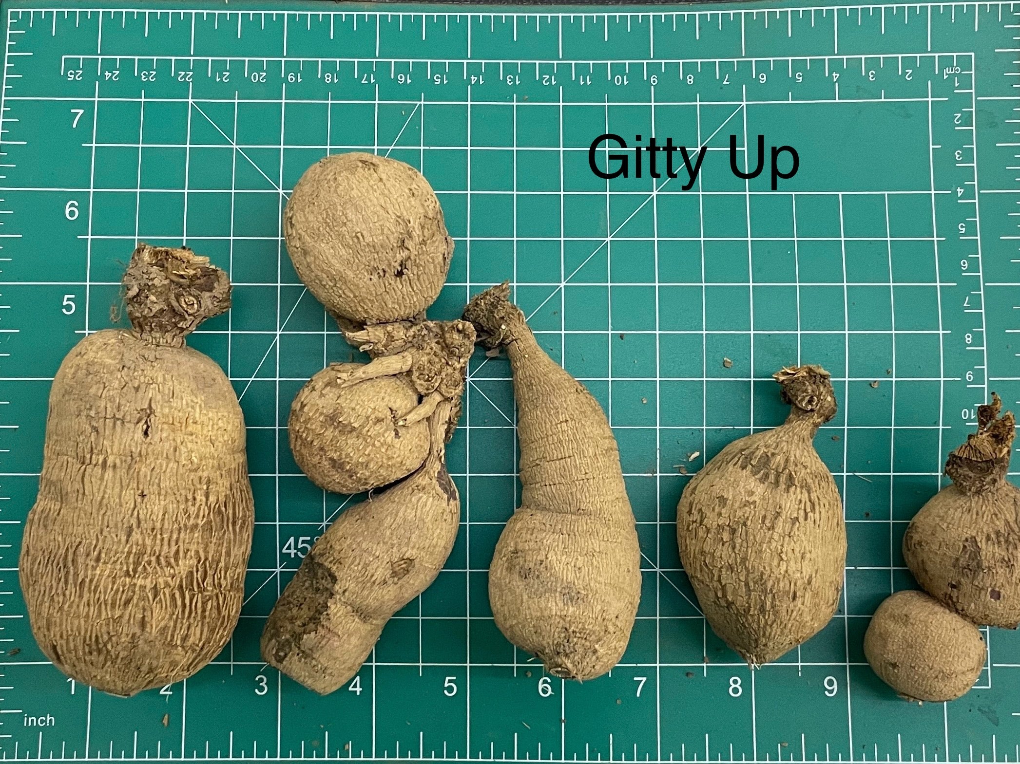 Gitty Up Dahlia Tuber