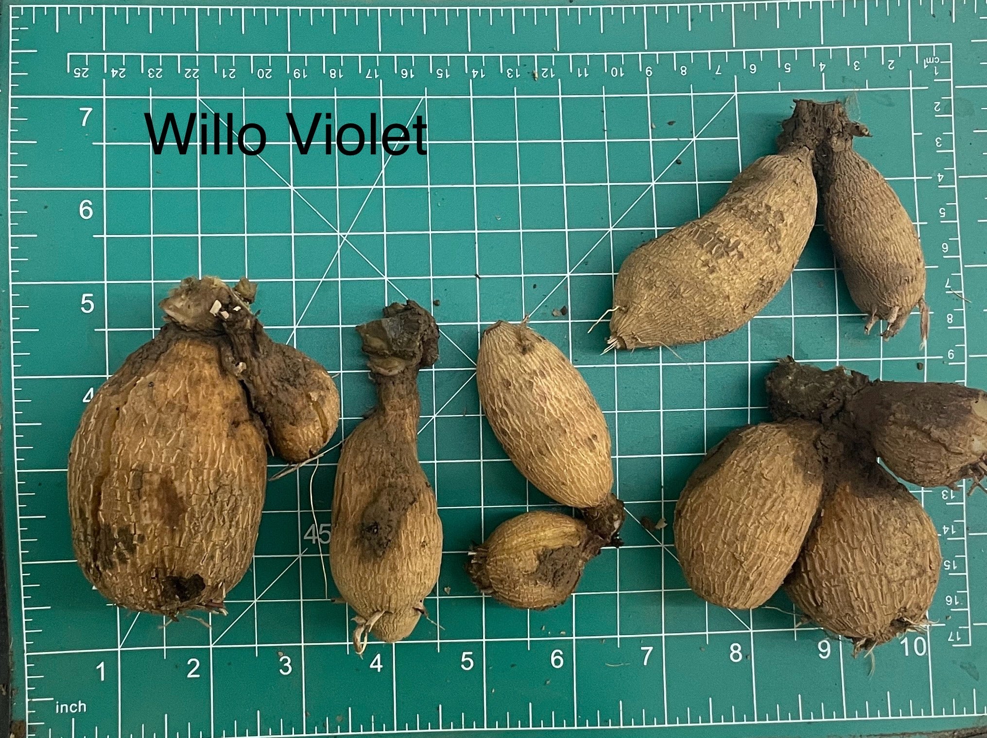 Willo Violet Dahlia Tuber