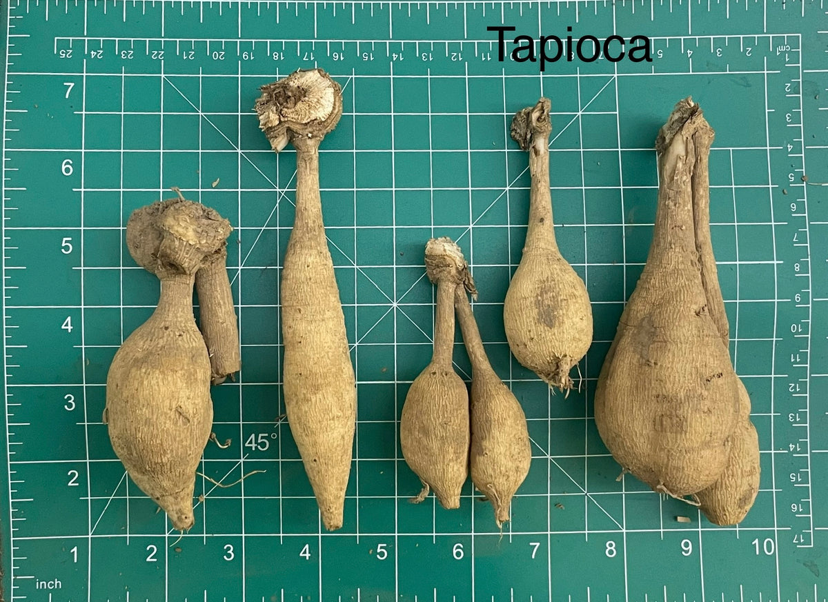 Tapioca Tree Seeds Tapioca Dahlia Tuber