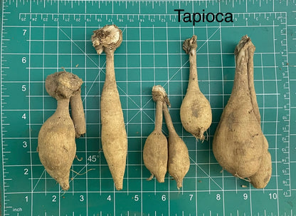 Tapioca Dahlia Tuber