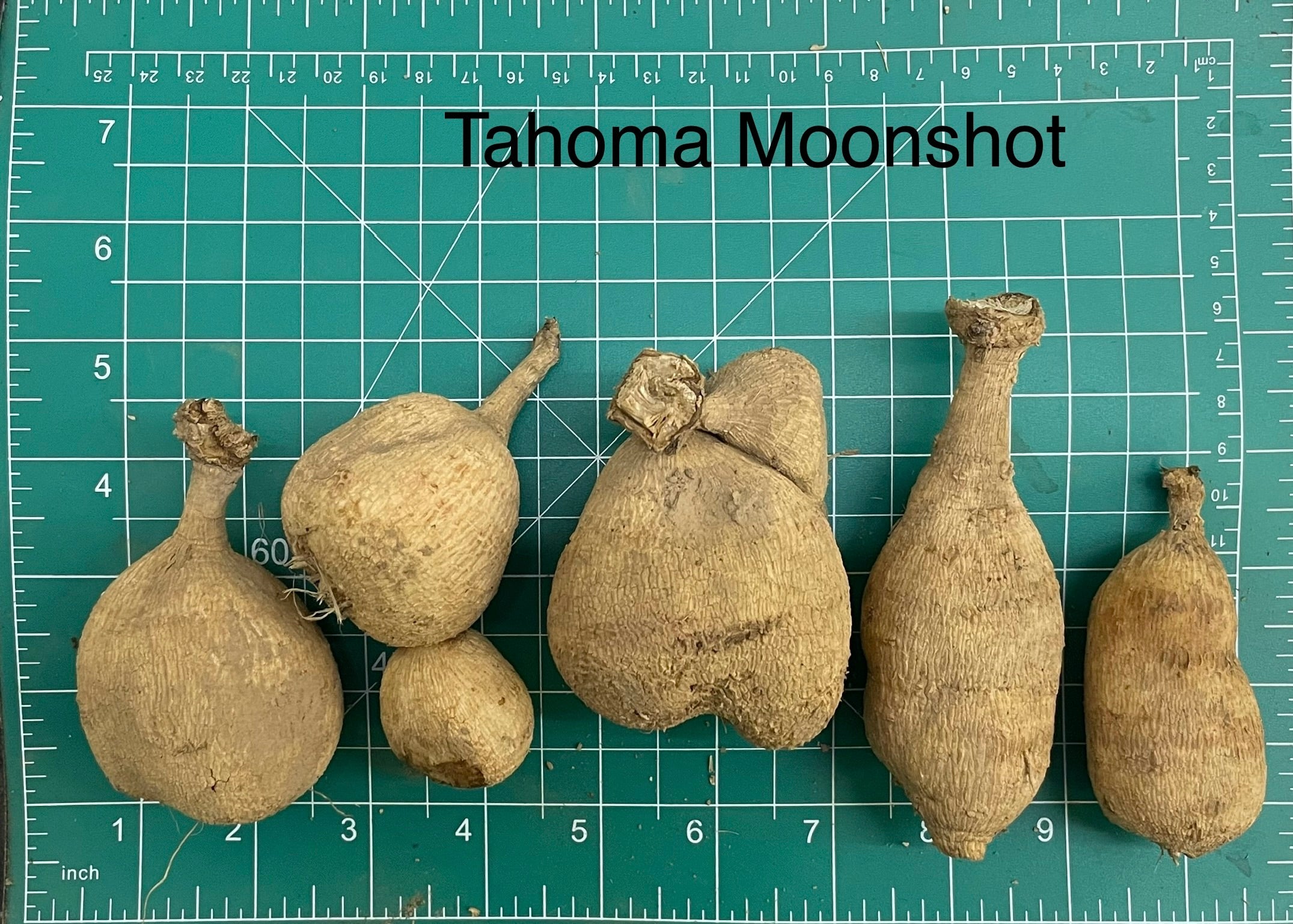 Tahoma Moonshot Dahlia Tuber