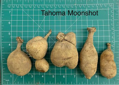 Tahoma Moonshot Dahlia Tuber