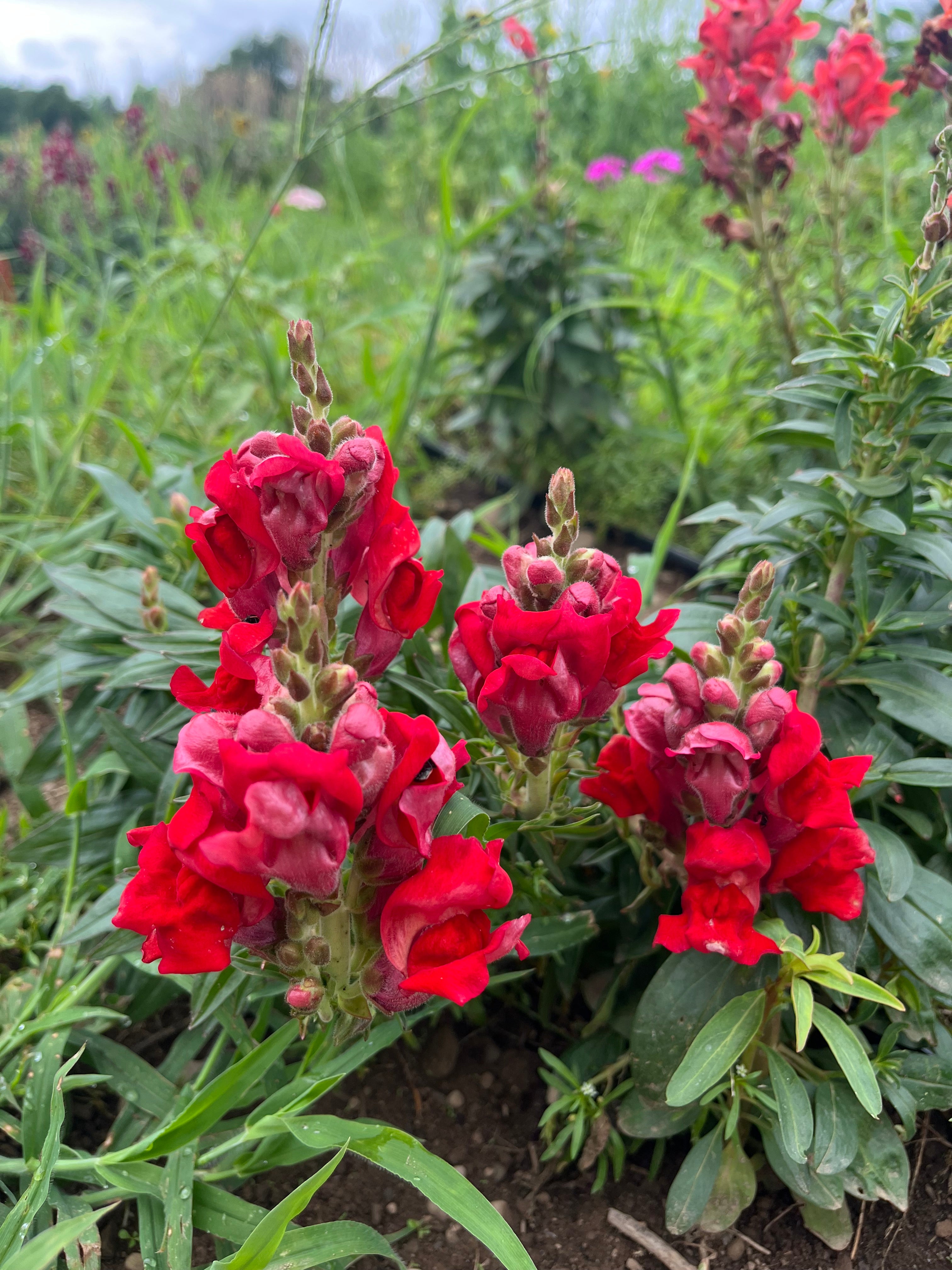 Defiance Snapdragon | Hudson Valley Seed Company