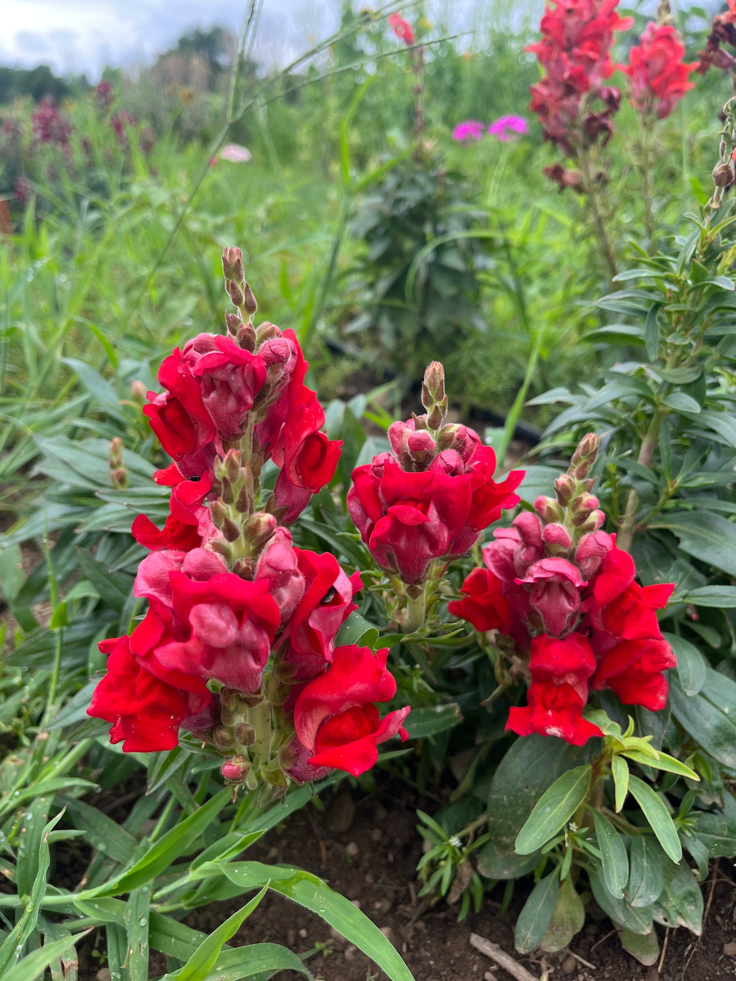 Defiance Snapdragon