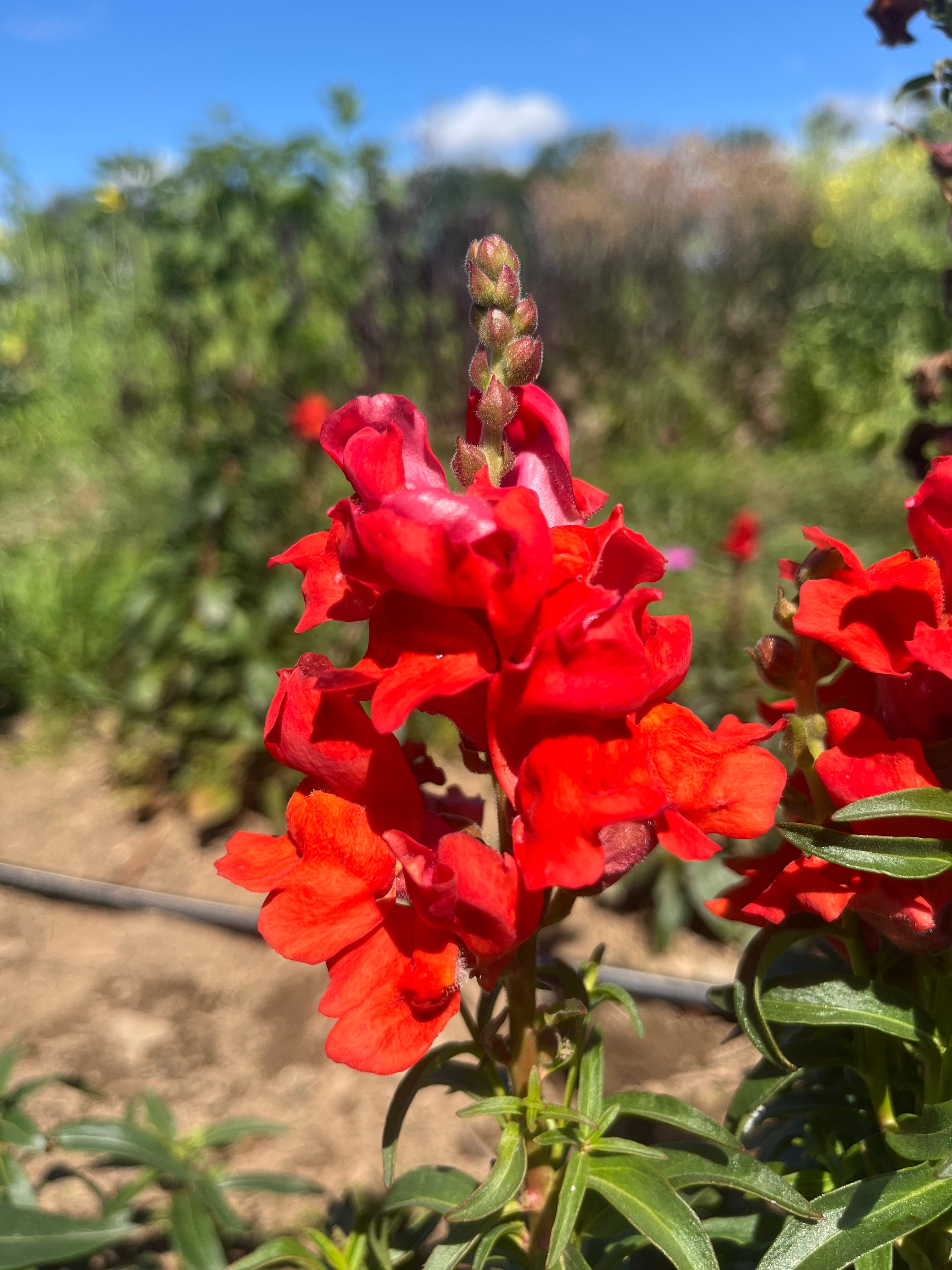 Defiance Snapdragon | Hudson Valley Seed Company