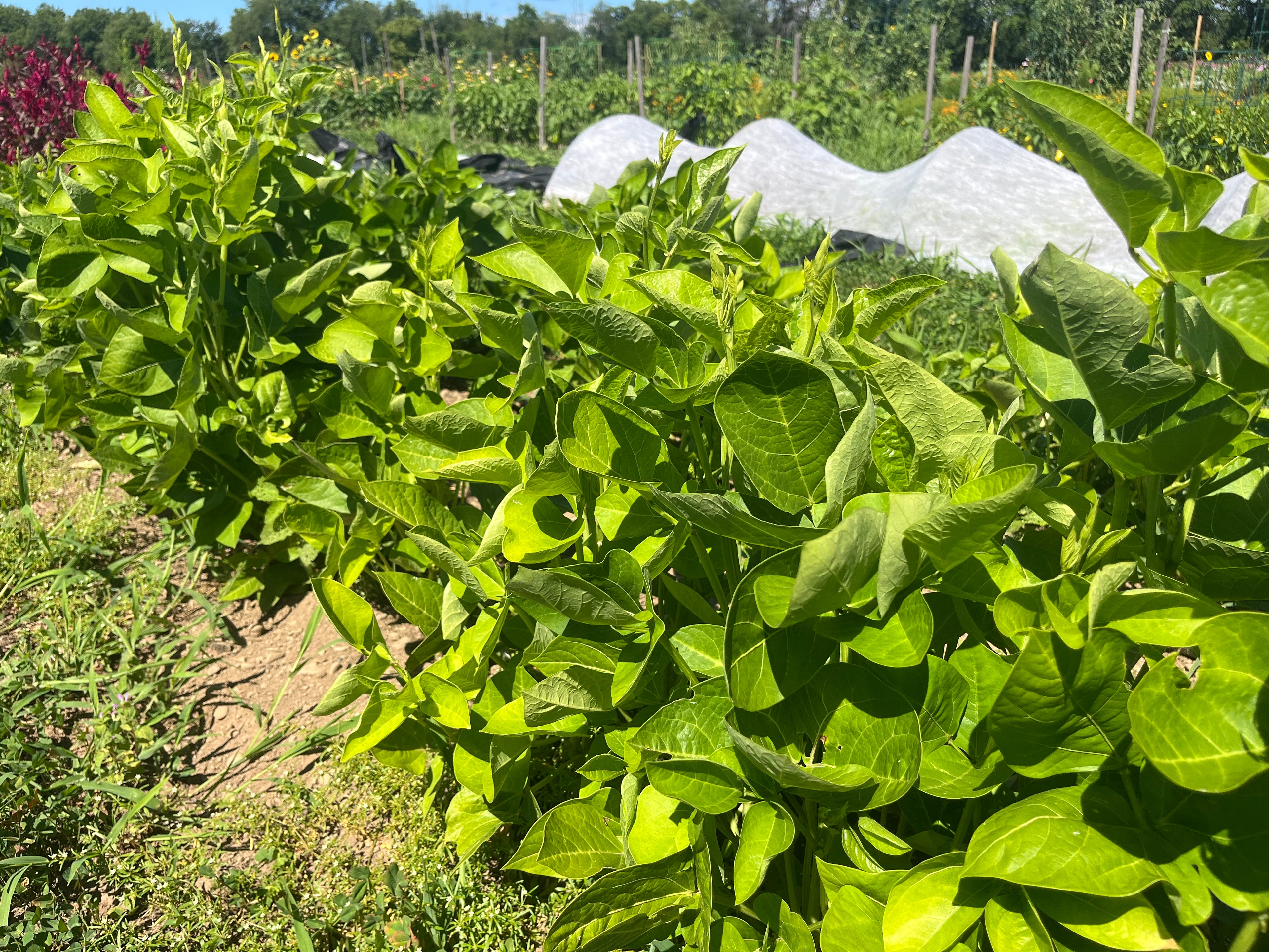 California Blackeye Pea