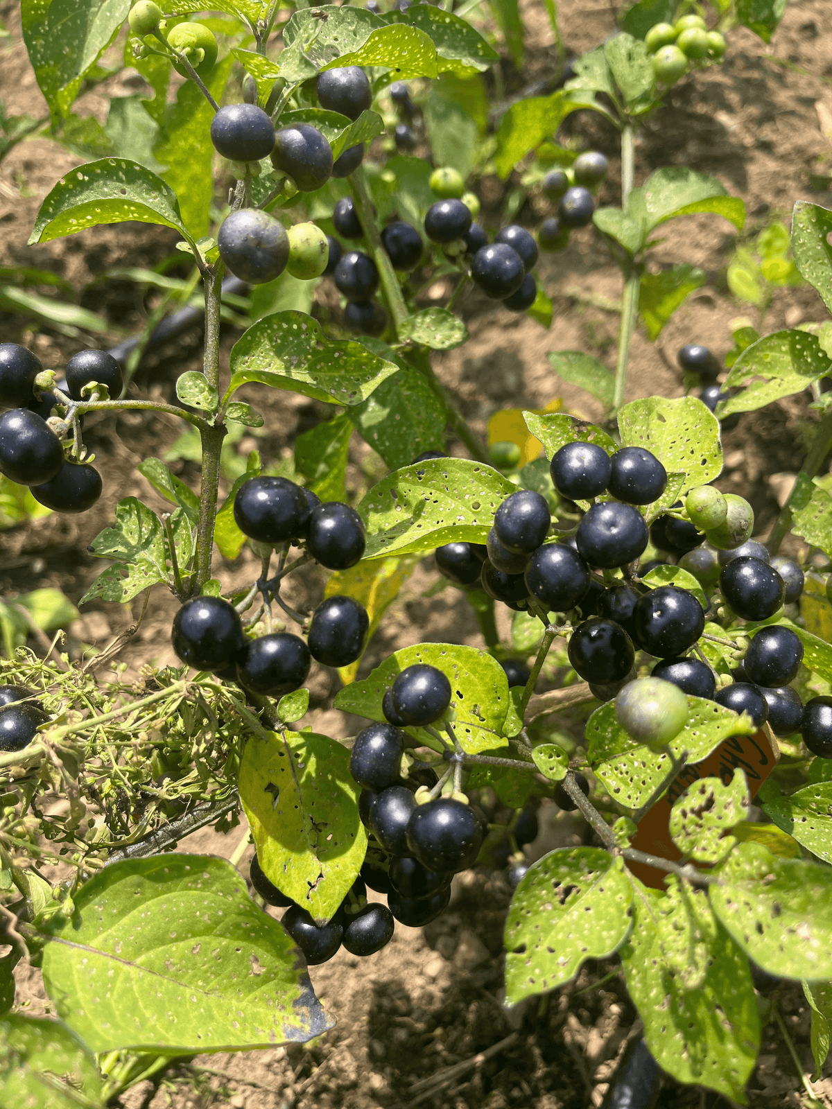 Garden Huckleberry