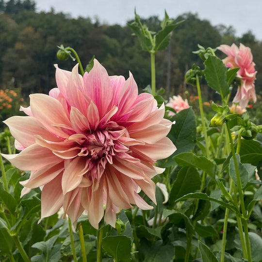 Cafe au Lait Dahlia