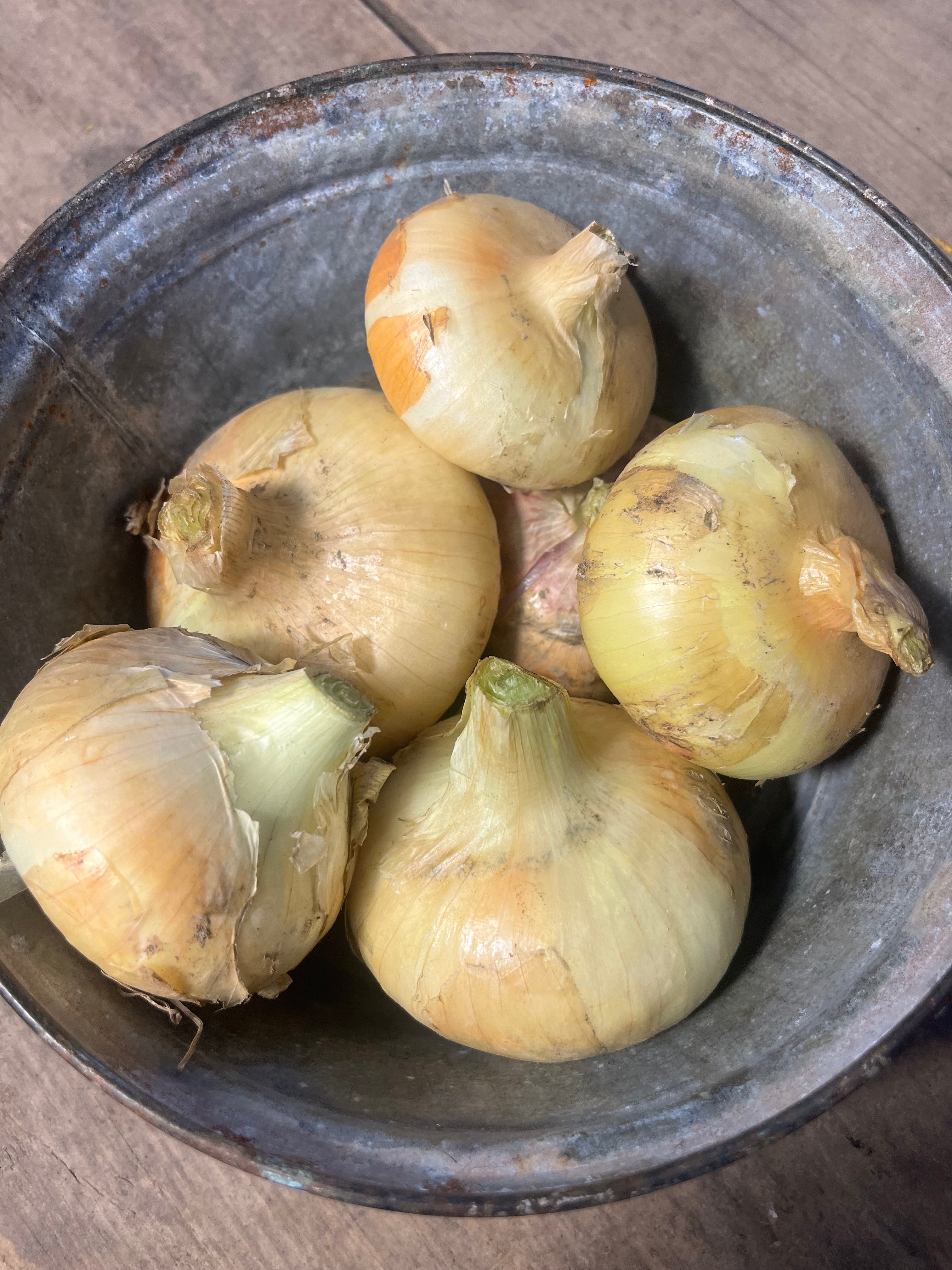 Hudson Valley Seed Co. Borettana Cipollini Onion - Thumbnail 2