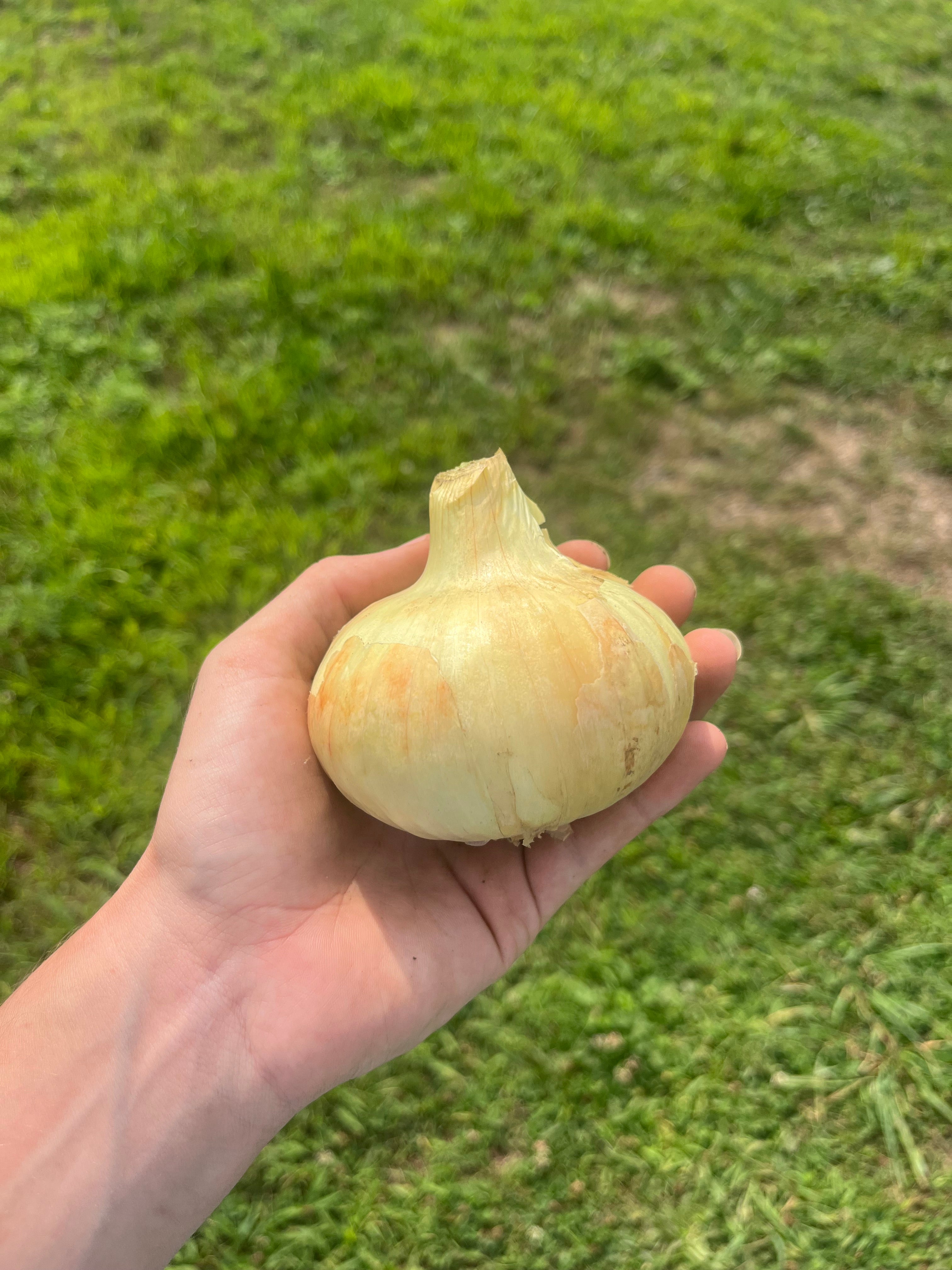 Hudson Valley Seed Co. Borettana Cipollini Onion