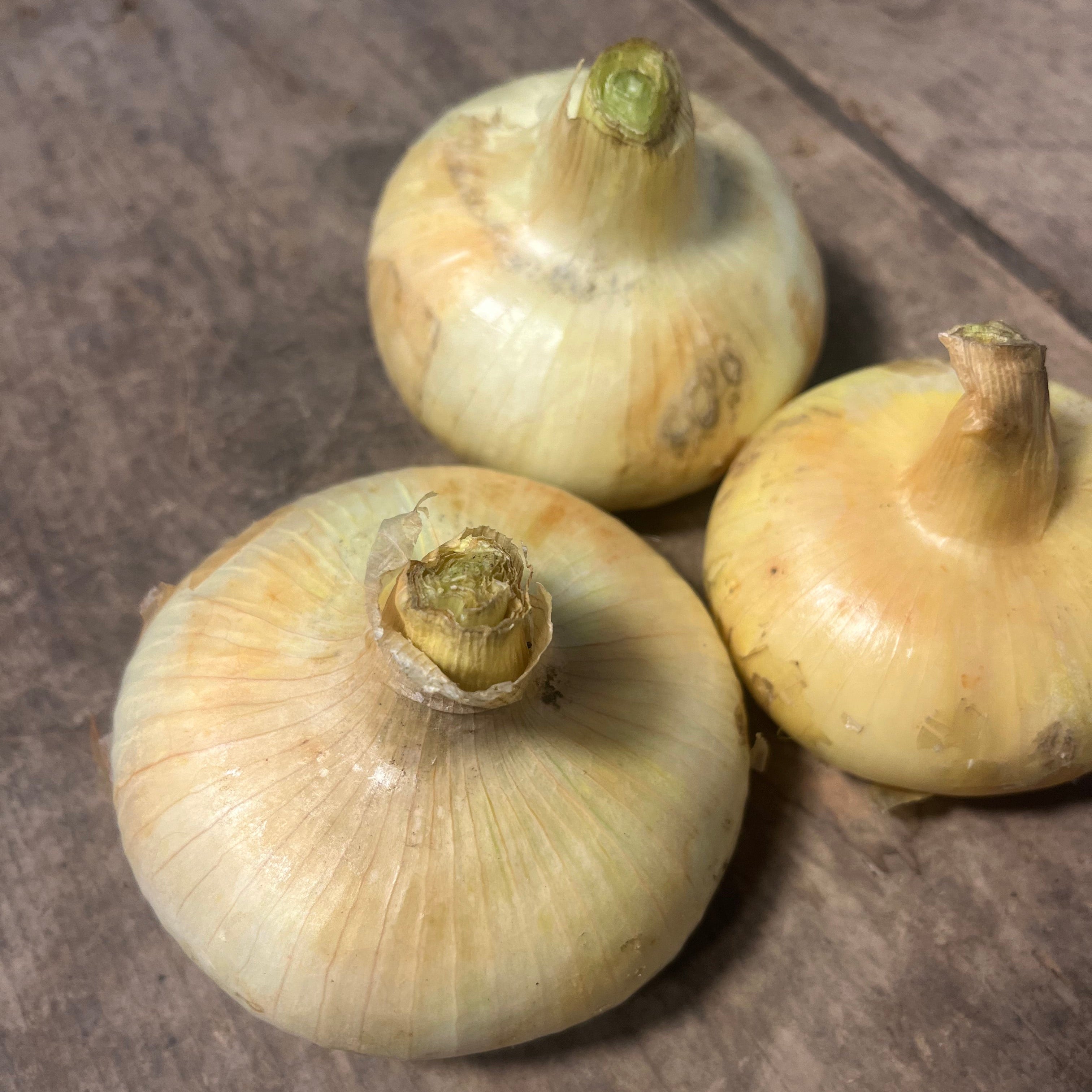 Hudson Valley Seed Co. Borettana Cipollini Onion - Thumbnail 3
