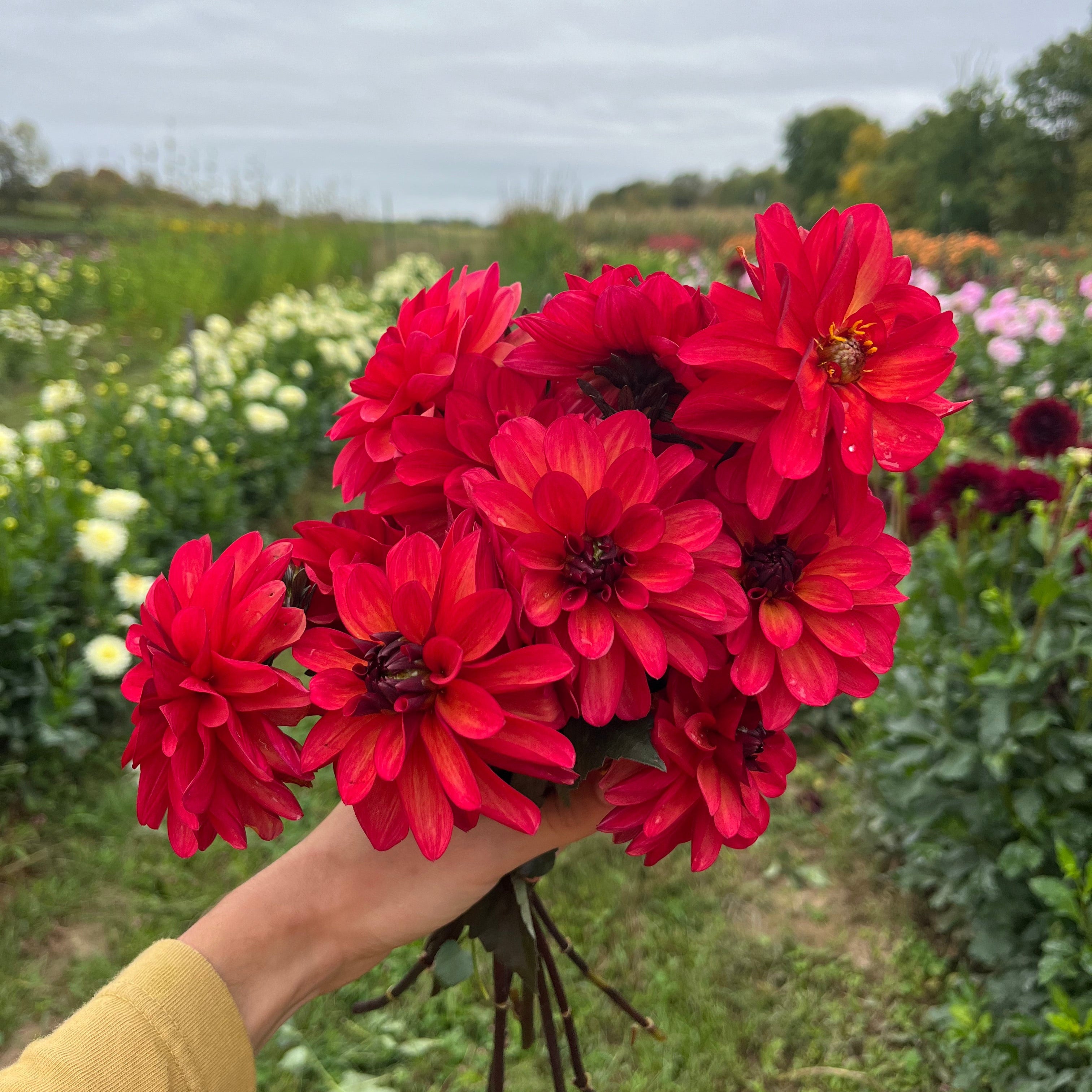 U-Pick Dahlia Bouquets 9/12/2025