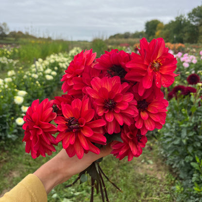 U-Pick Dahlia Bouquets 9/12/2025