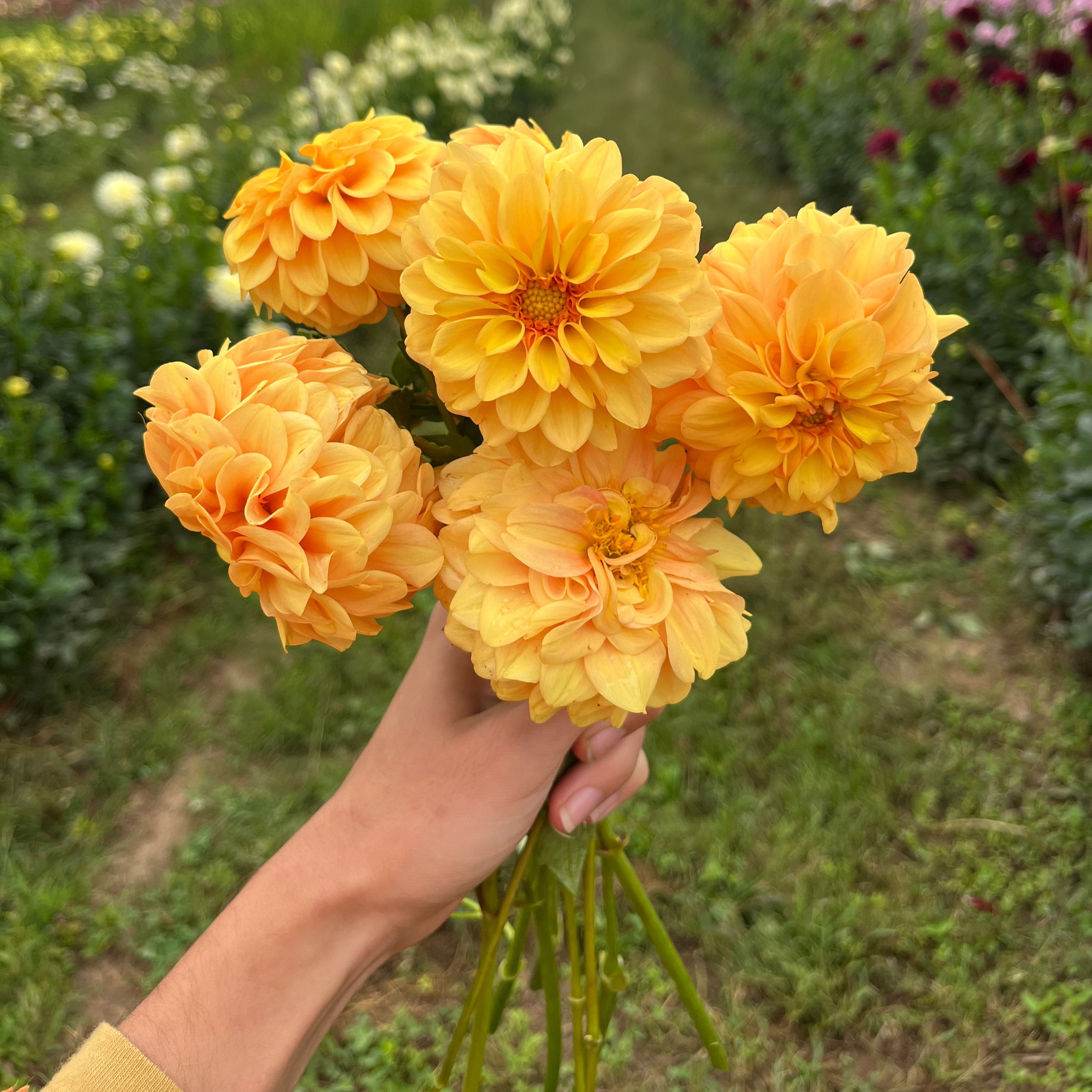 U-Pick Dahlia Bouquets 9/6/2025