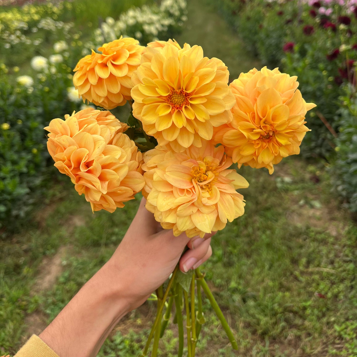 U-Pick Dahlia Bouquets 9/6/2025