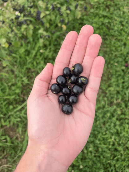 Garden Huckleberry