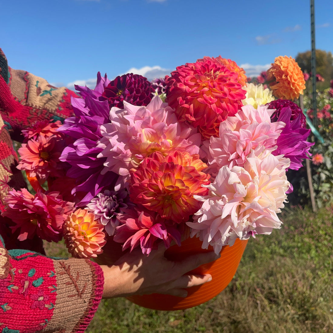 U-Pick Dahlia Bouquets 9/13/2025