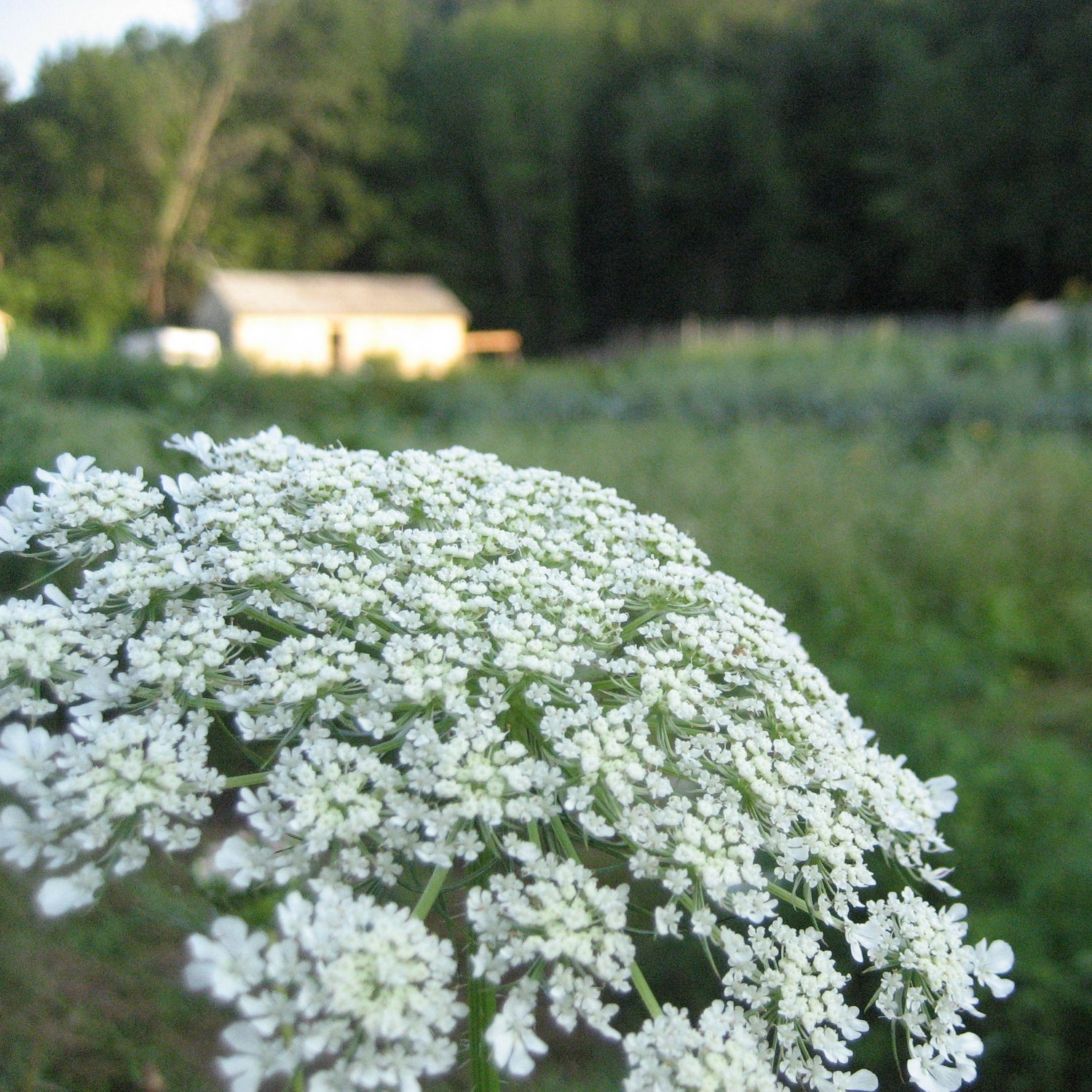 white lace flower seeds Bishop's Lace Flower 300 Seeds