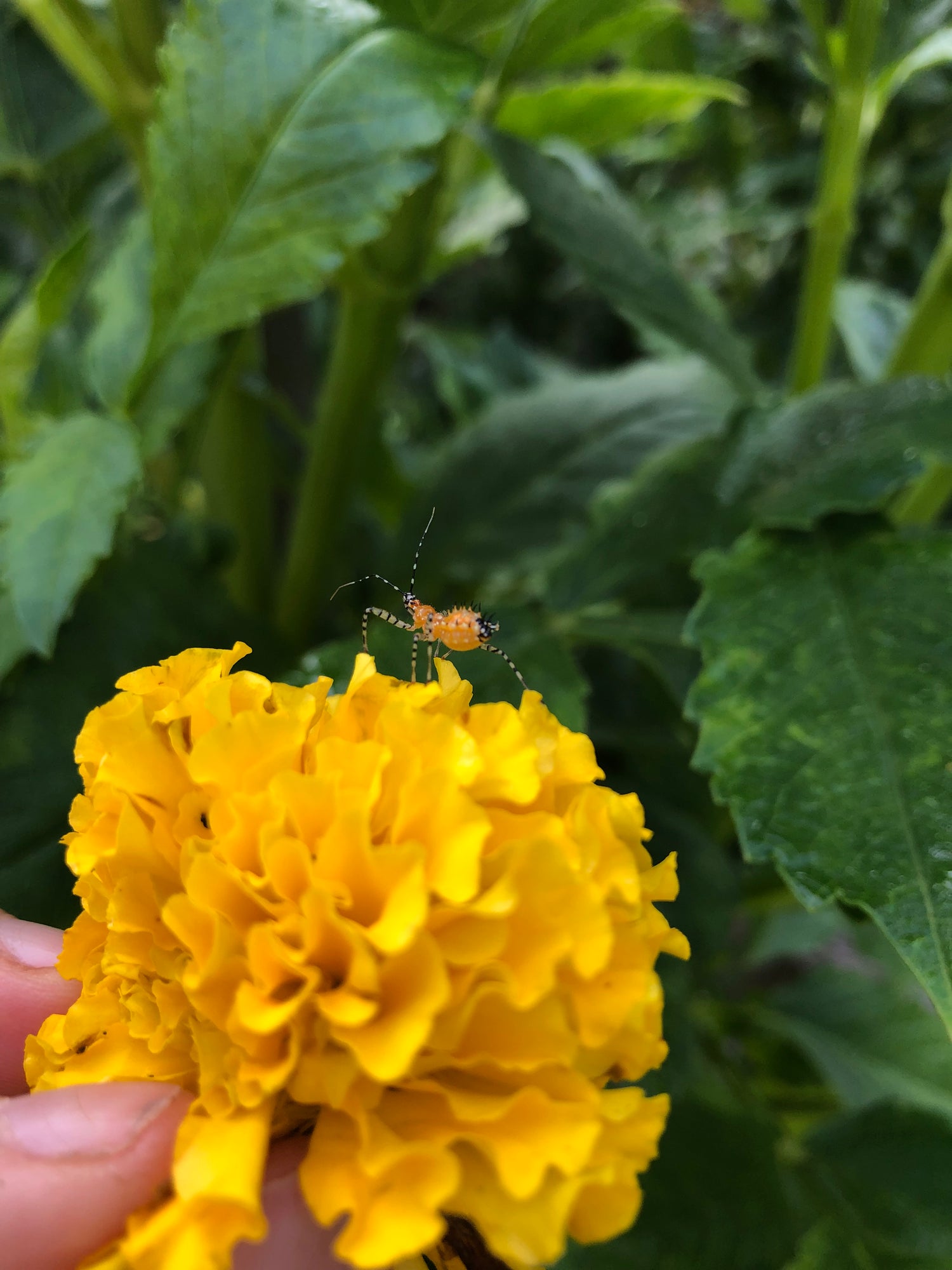 Crackerjack Mix African Marigold