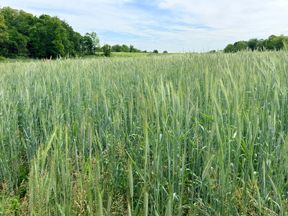 Winter Rye Cover Crop Seed