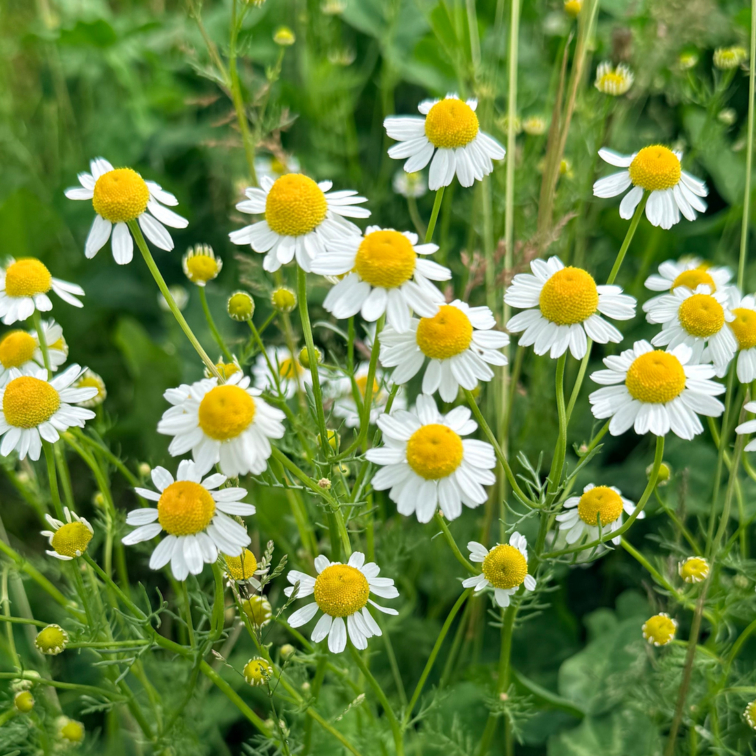 German Chamomile