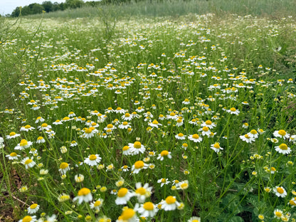 German Chamomile