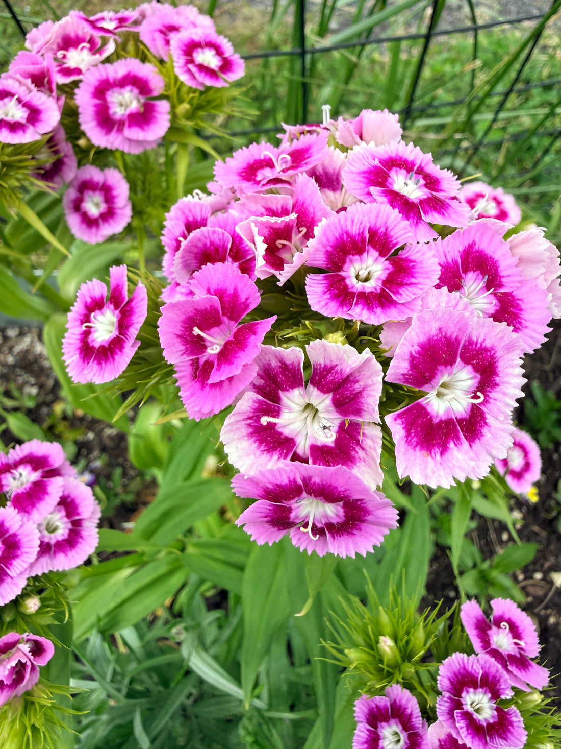 Sweet William Dianthus