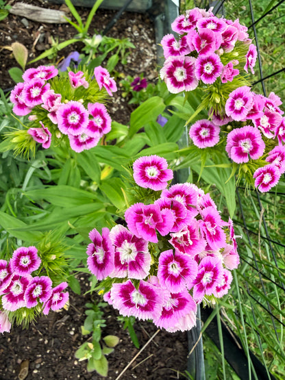 Sweet William Dianthus