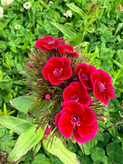 Sweet William Dianthus