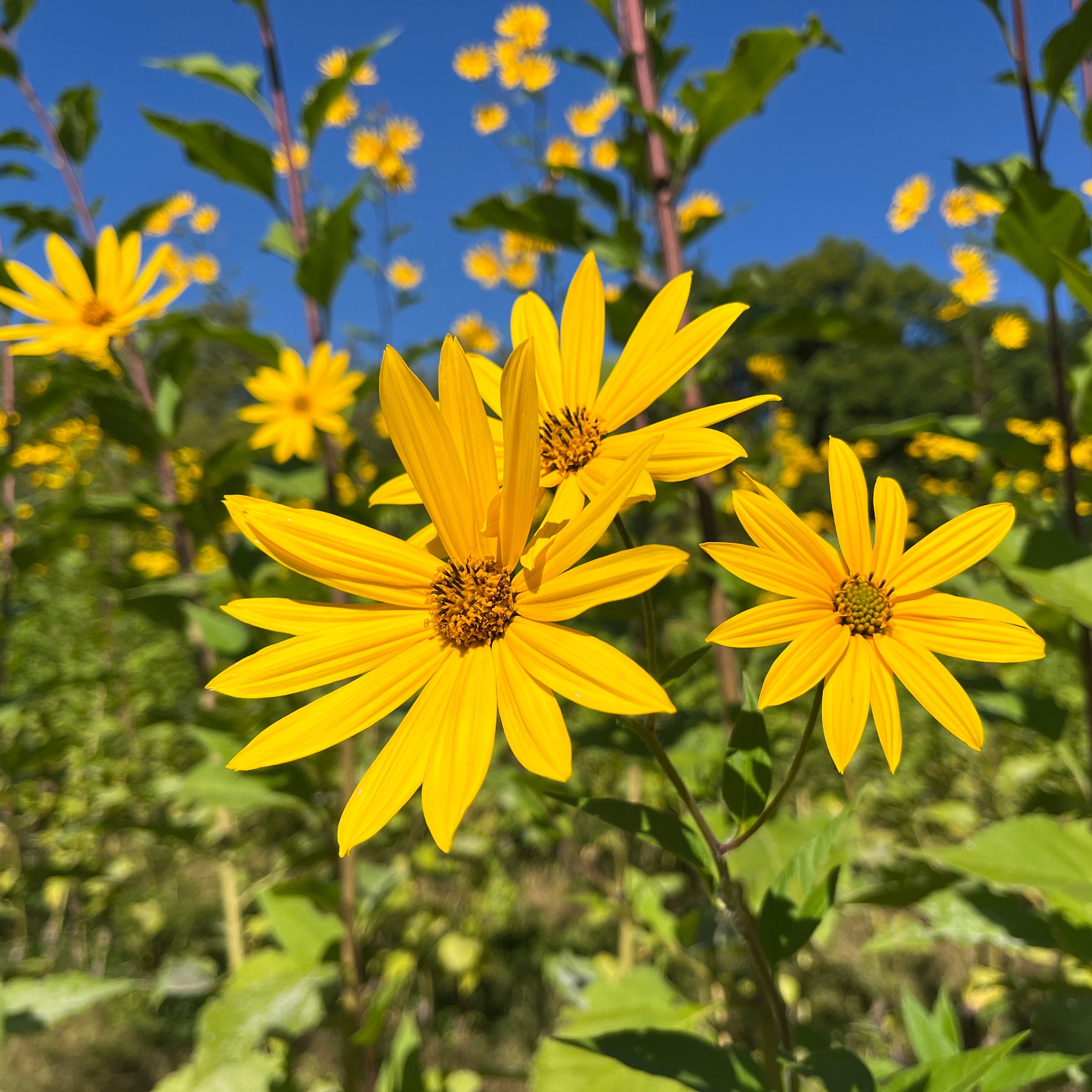 Beaver Valley Sunchoke