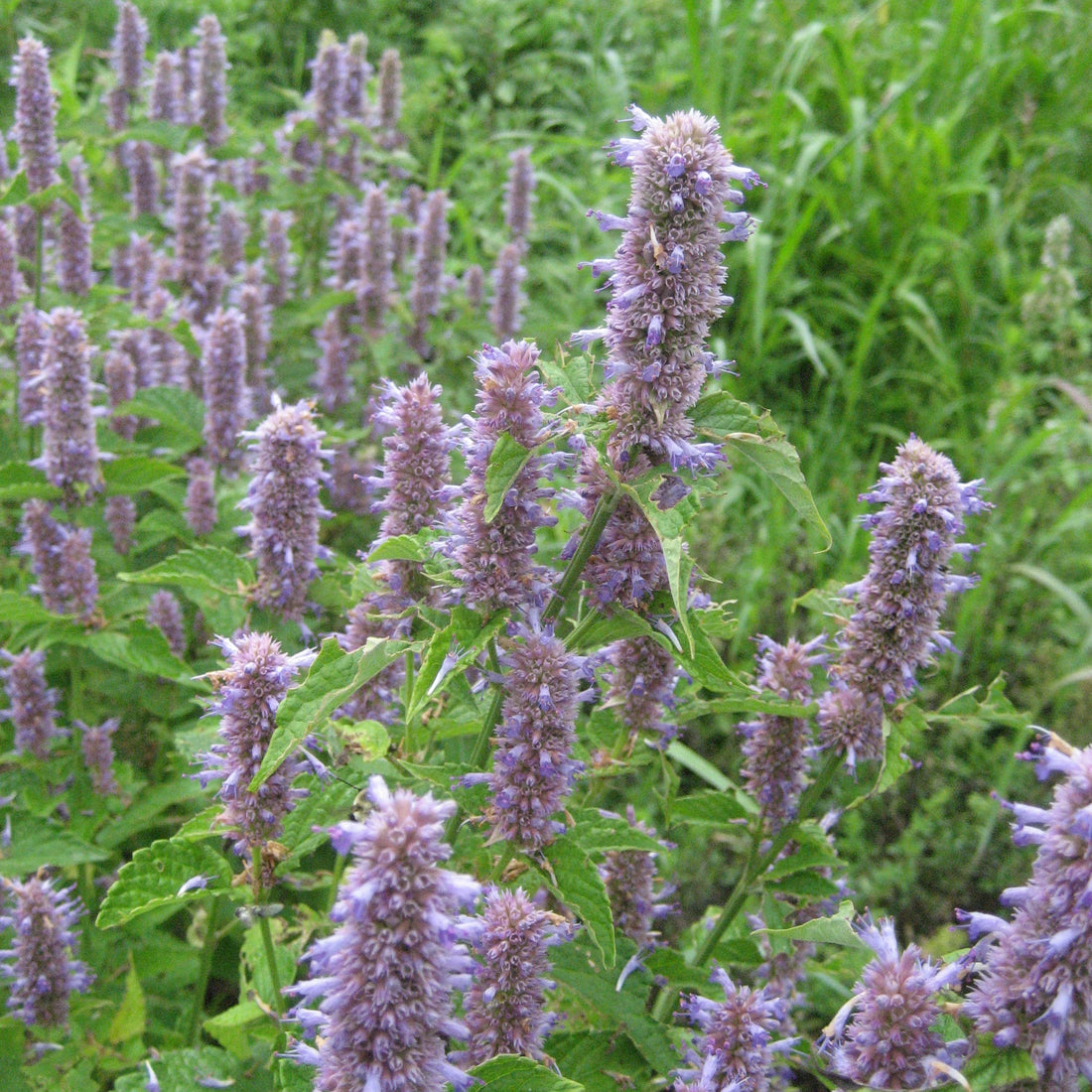Anise Hyssop