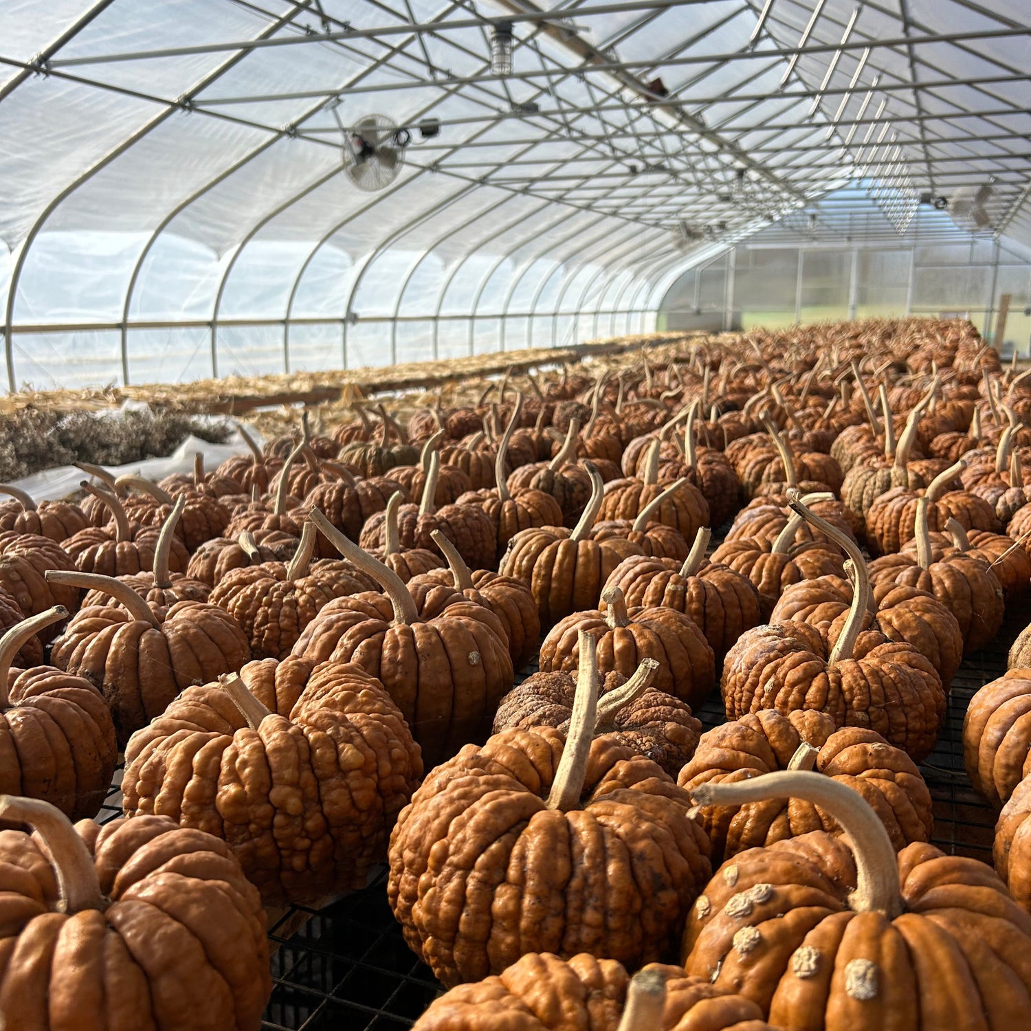 Black Futsu Squash