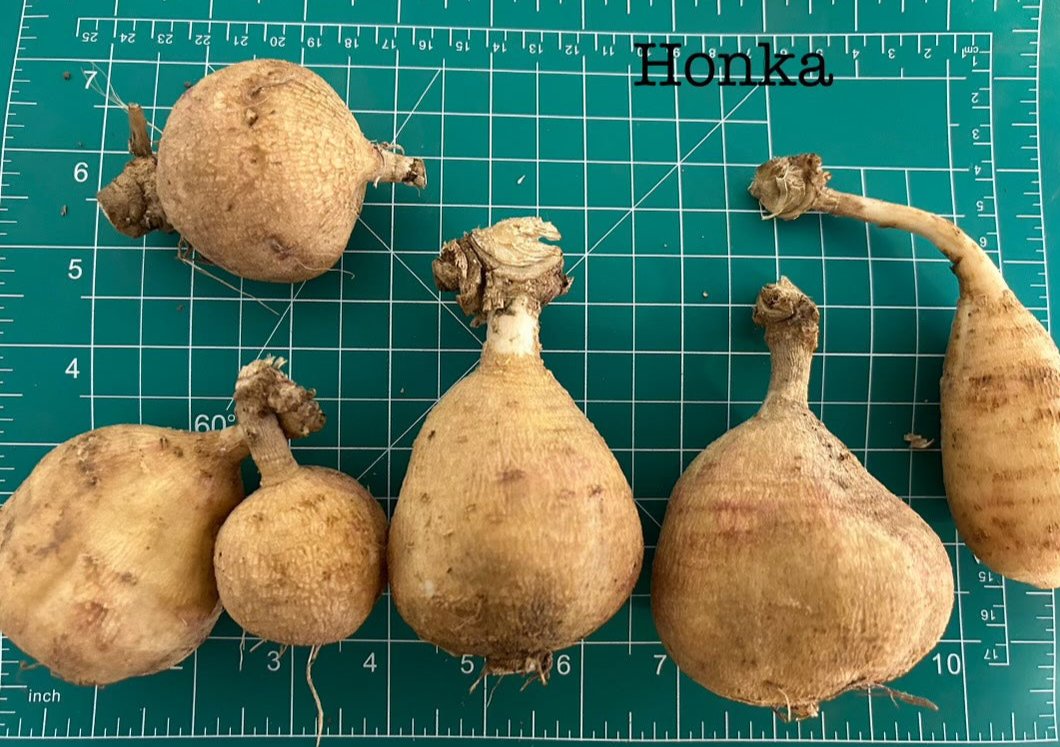 Honka Dahlia Tuber