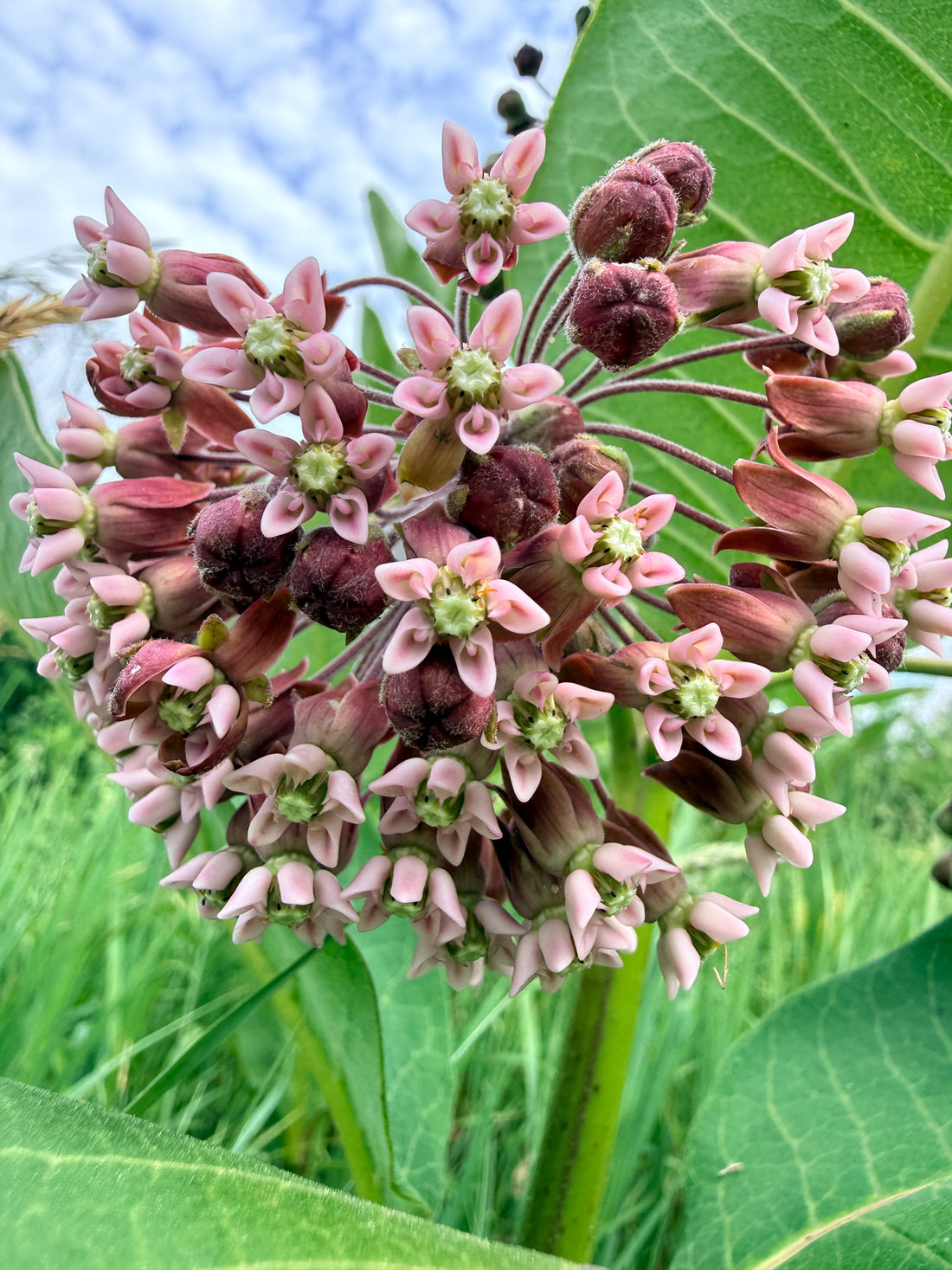 Milkweed