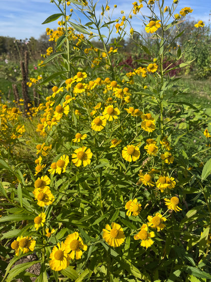 Autumn Sneezeweed