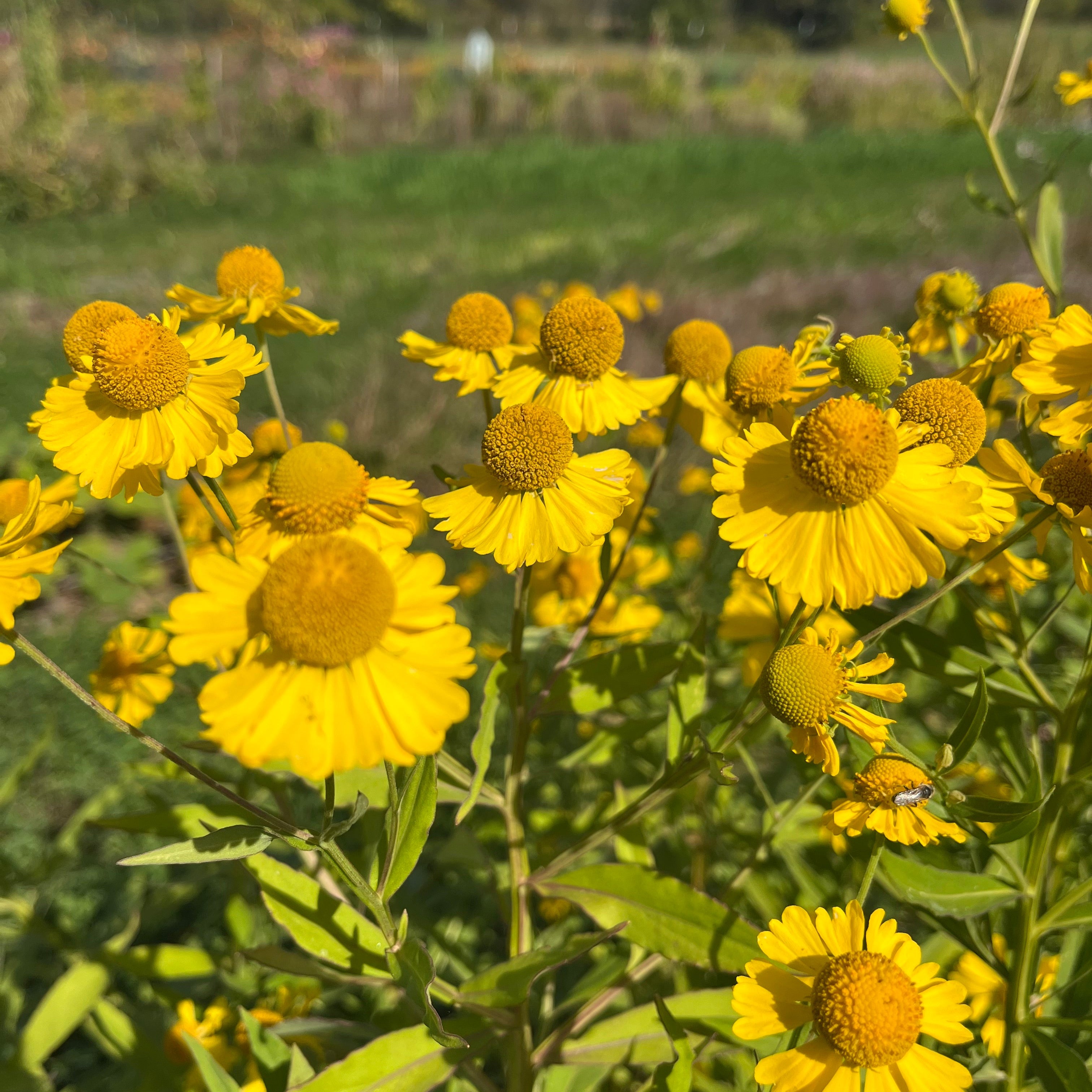 Autumn Sneezeweed | Hudson Valley Seed Company
