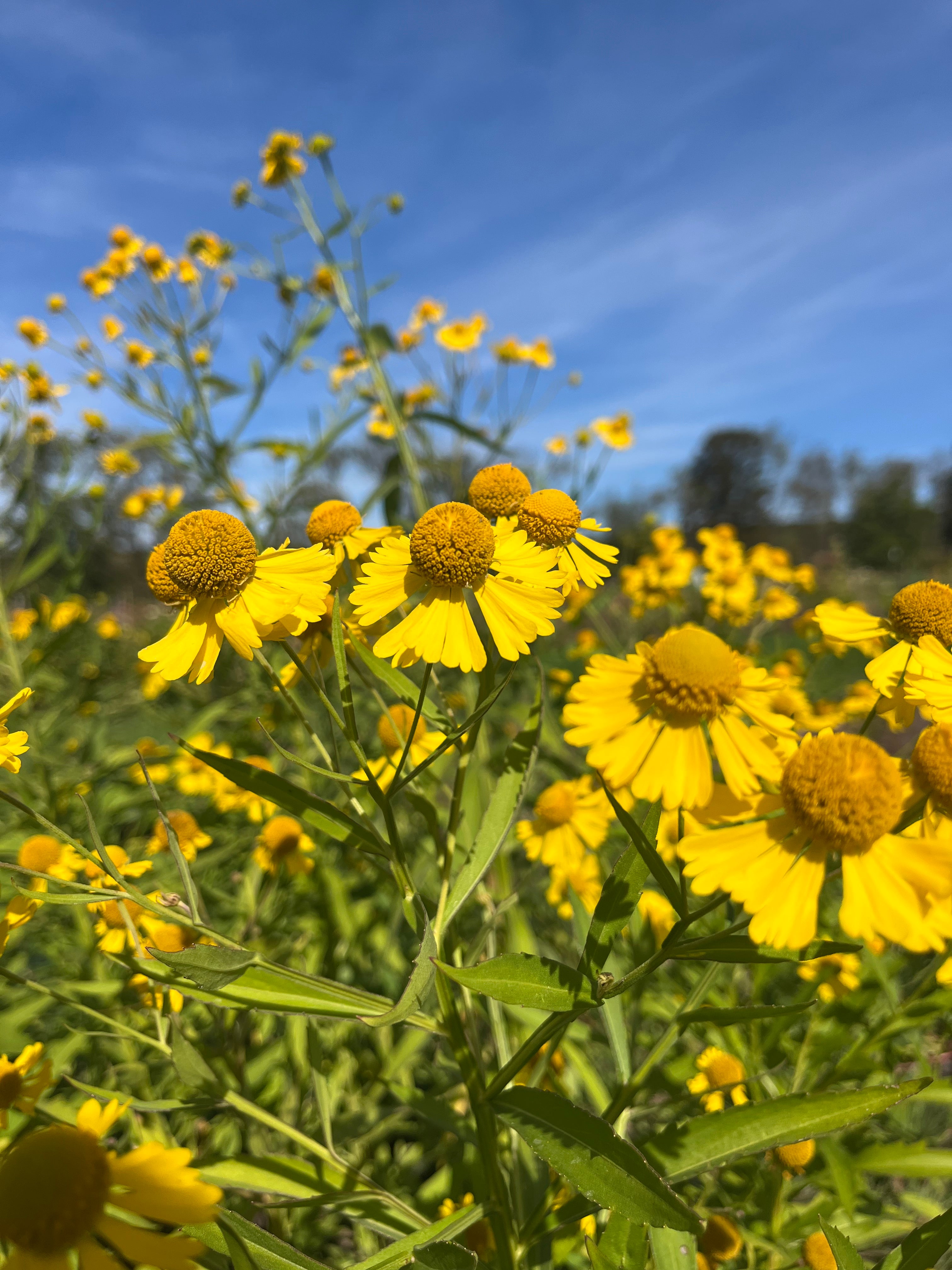 Autumn Sneezeweed