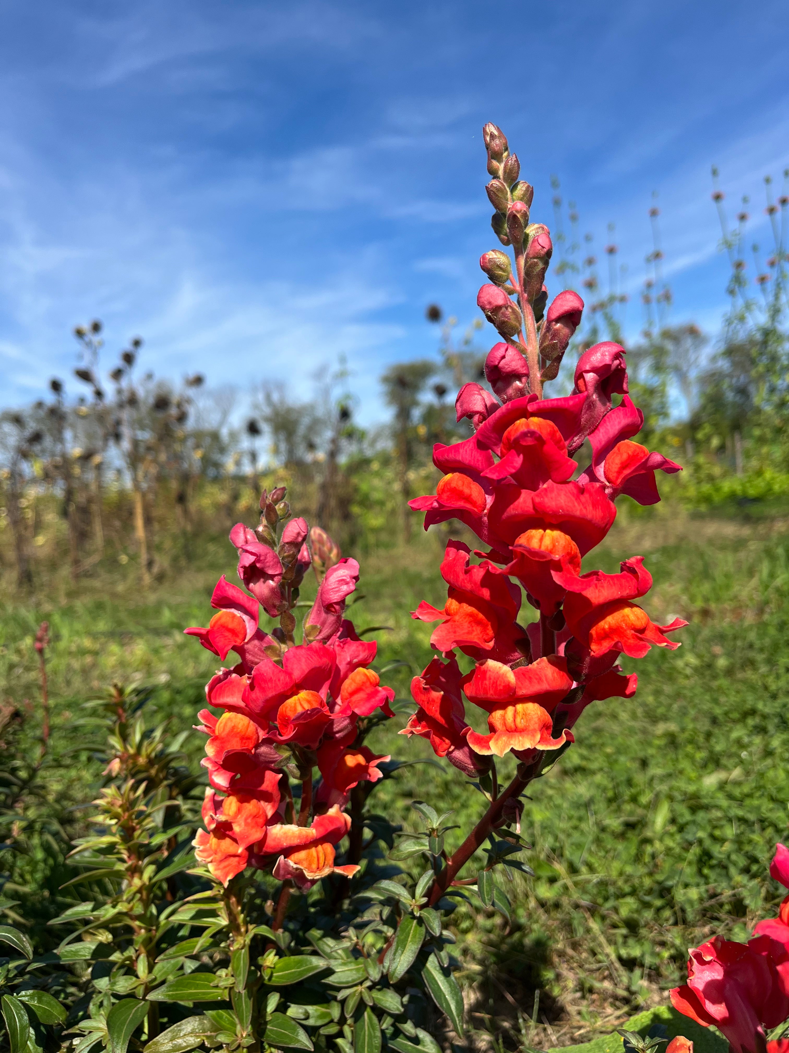 Defiance Snapdragon | Hudson Valley Seed Company