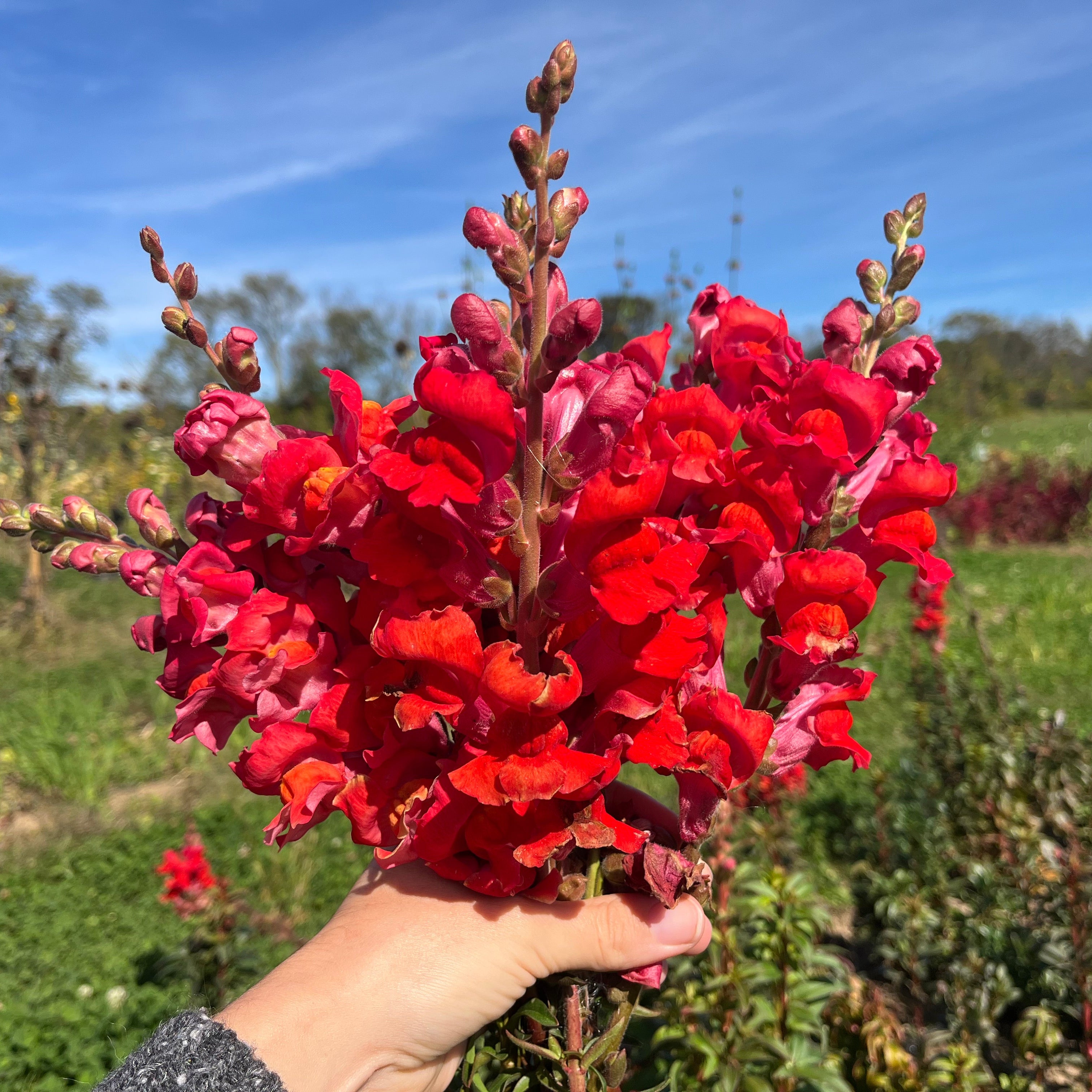 Defiance Snapdragon | Hudson Valley Seed Company