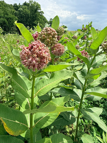 Milkweed