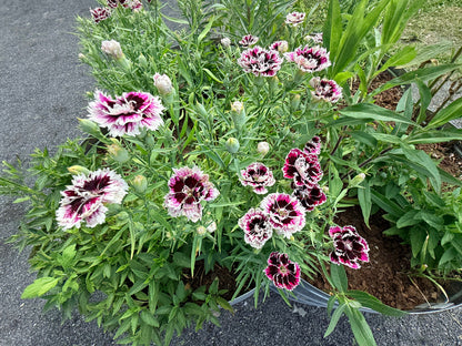 Velvet n Lace Dianthus