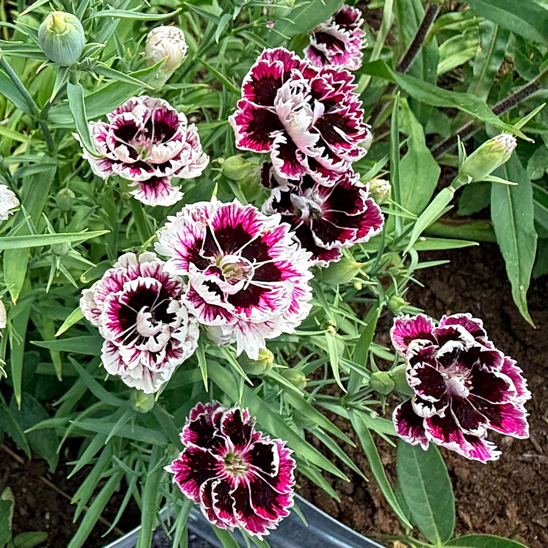 Velvet n Lace Dianthus