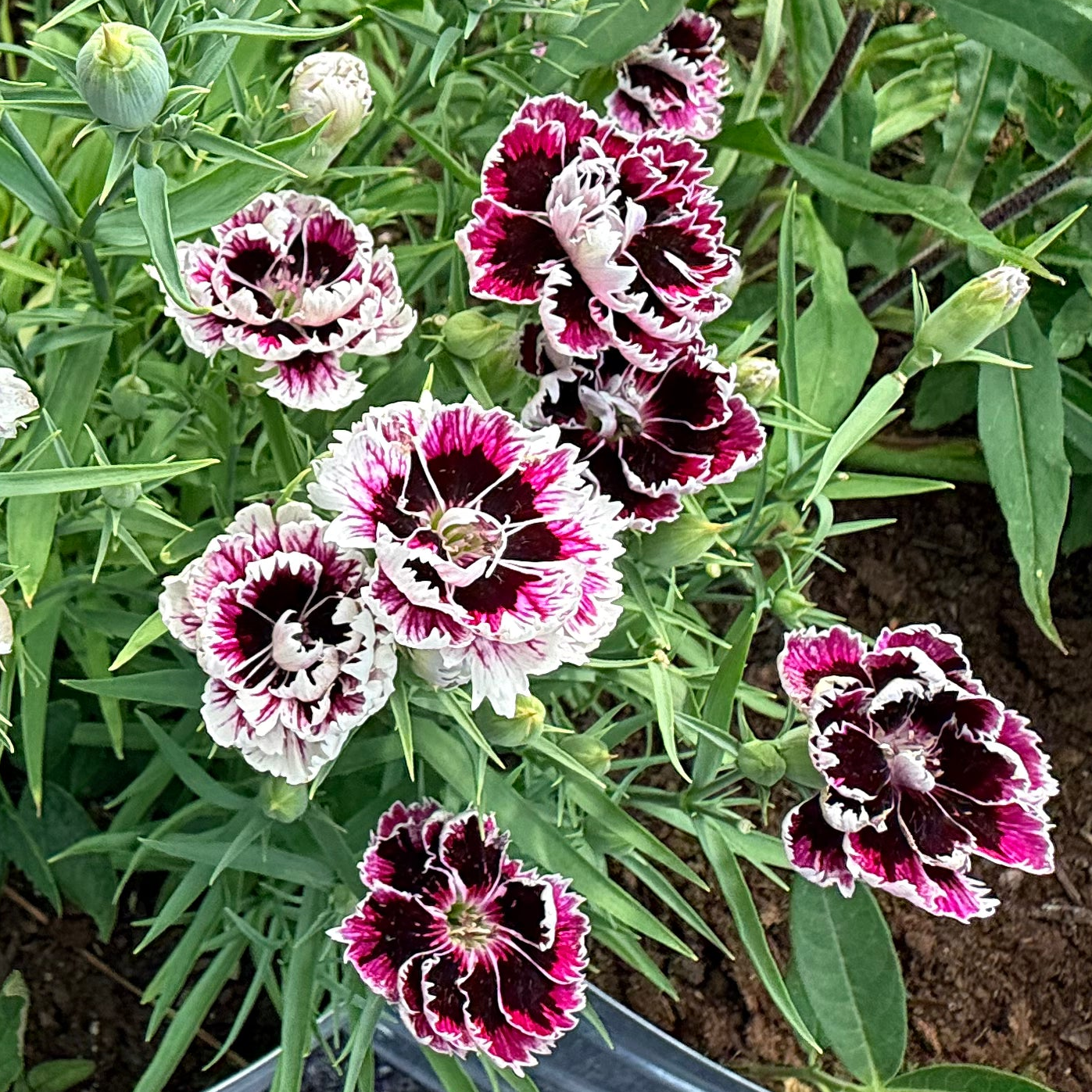 Velvet n Lace Dianthus