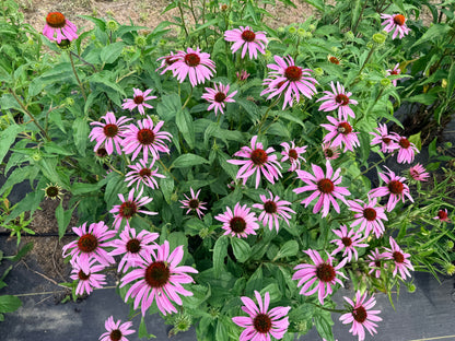Echinacea