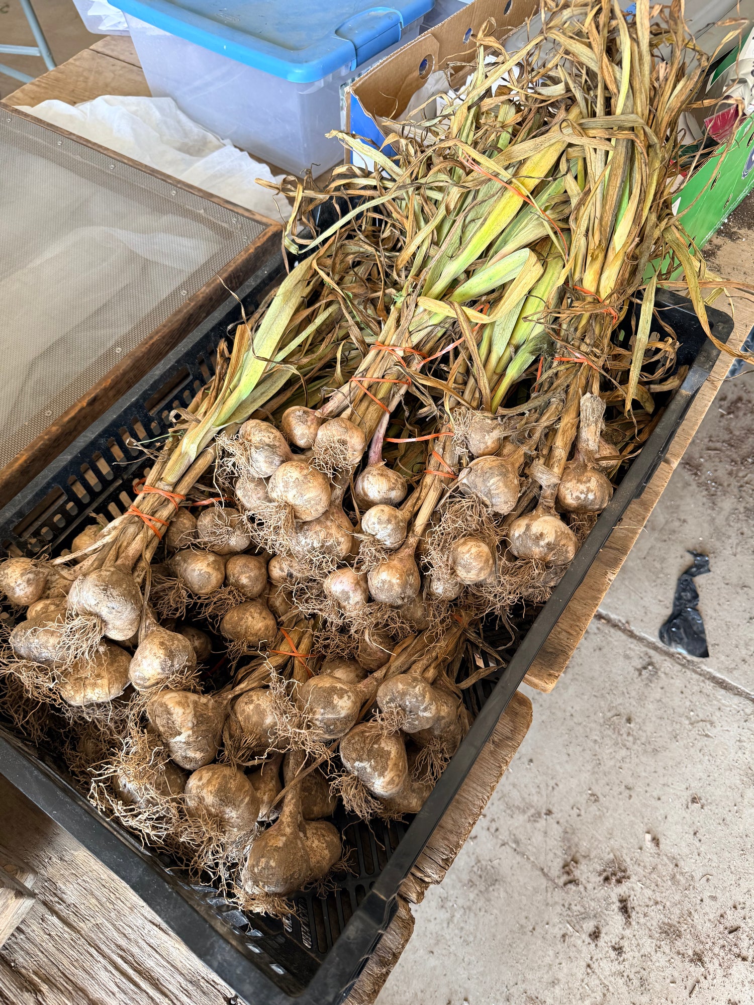 Early Red Italian Softneck Garlic