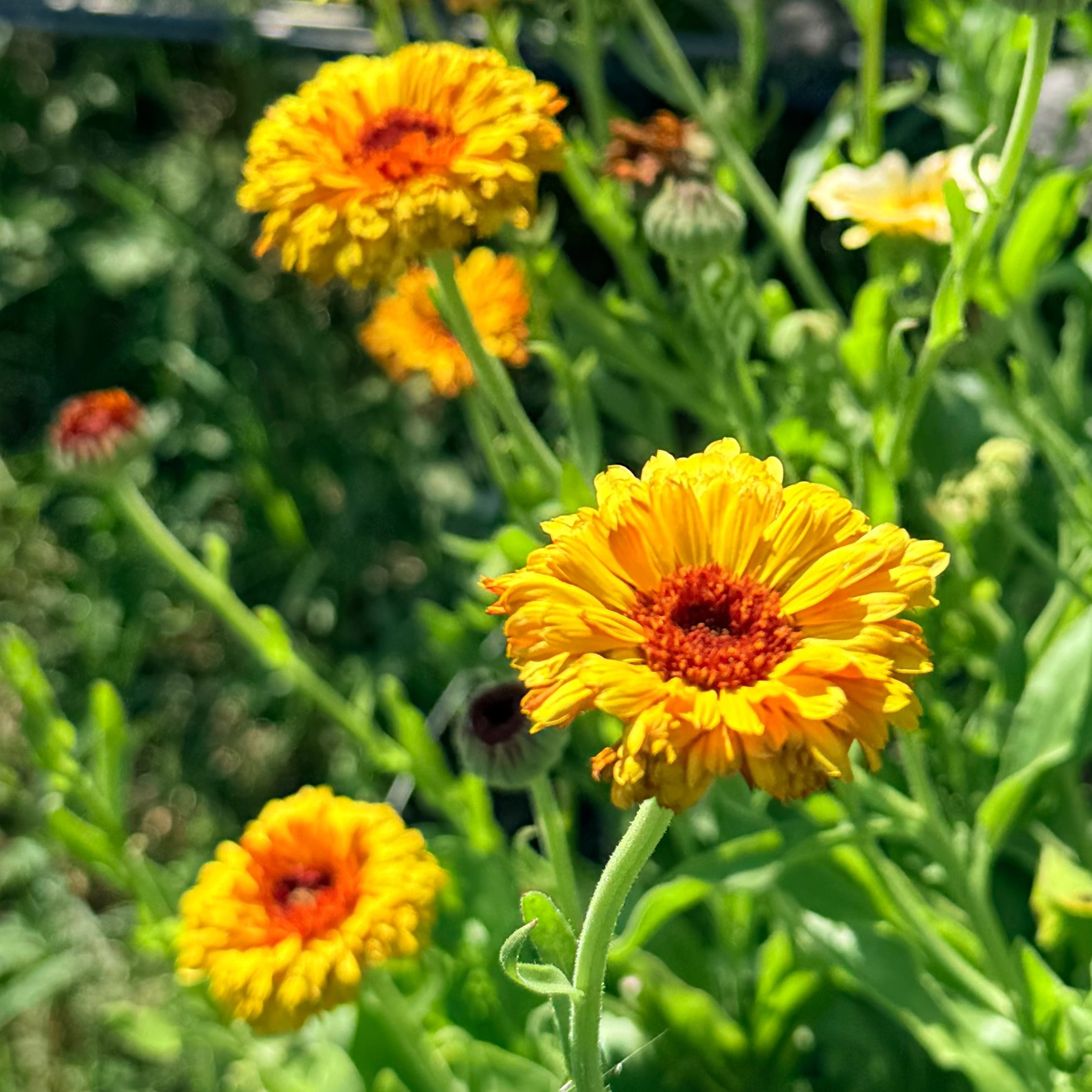 Calendula