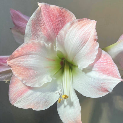 Dutch Amaryllis &