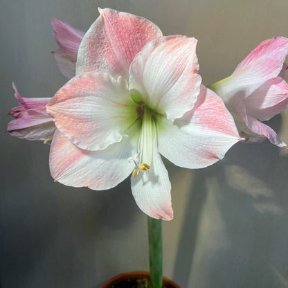 Dutch Amaryllis &