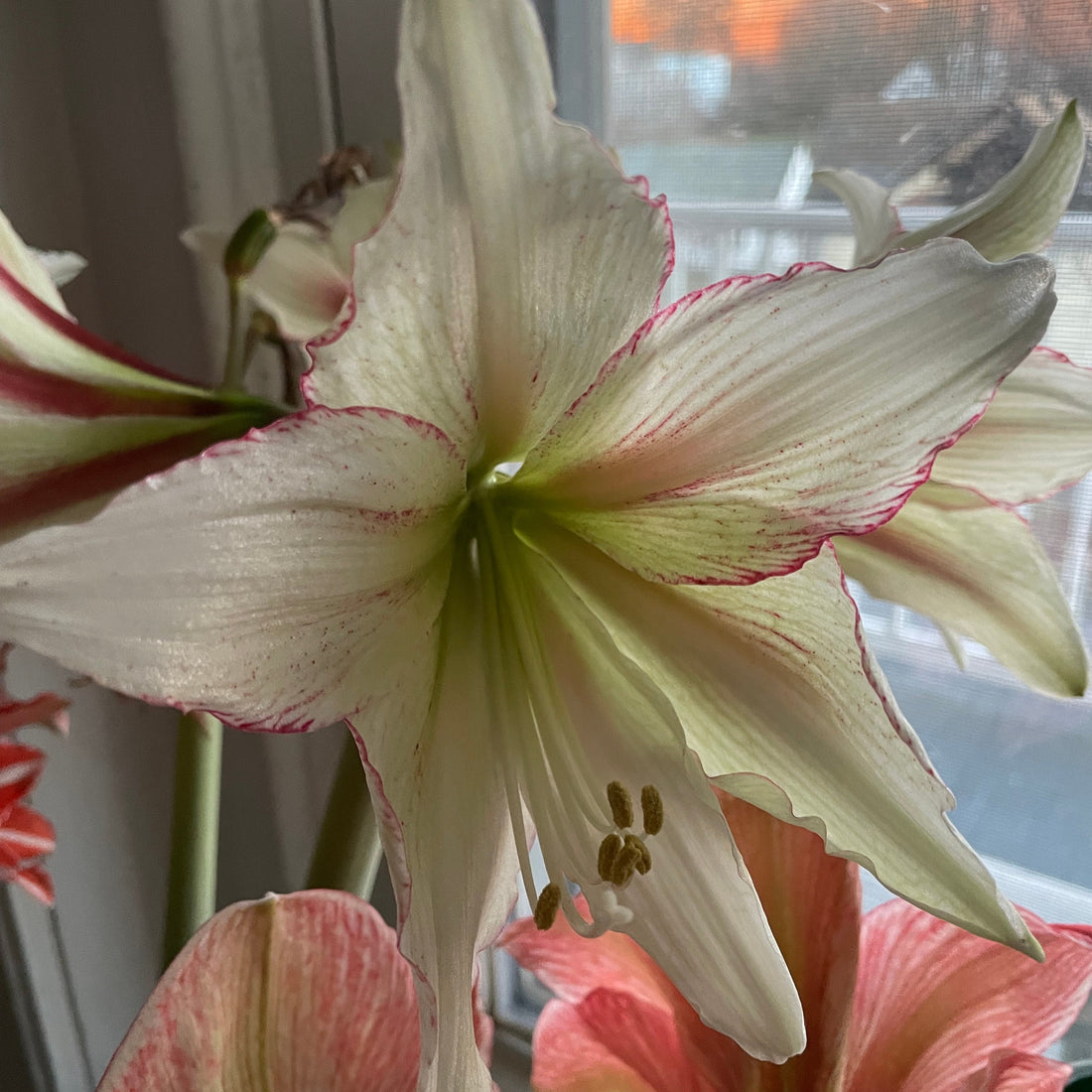 Dutch Amaryllis &